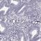 KIAA1674 antibody, NBP2-62655, Novus Biologicals, Immunohistochemistry paraffin image 