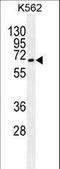 Autophagy Related 16 Like 2 antibody, LS-C156576, Lifespan Biosciences, Western Blot image 