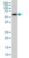 SH3 Domain Binding Protein 5 antibody, orb89748, Biorbyt, Western Blot image 