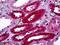 Apolipoprotein A1 antibody, orb95052, Biorbyt, Immunohistochemistry paraffin image 