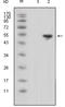 Lipocalin 1 antibody, STJ98219, St John