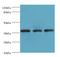 Serine/Threonine Kinase Receptor Associated Protein antibody, MBS1499576, MyBioSource, Western Blot image 