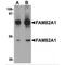 Regulator Of Microtubule Dynamics 2 antibody, MBS150838, MyBioSource, Western Blot image 