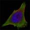 Janus Kinase 3 antibody, GTX83303, GeneTex, Immunofluorescence image 