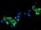 Sirtuin 5 antibody, NBP2-01003, Novus Biologicals, Immunofluorescence image 