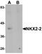 NK2 Homeobox 2 antibody, A04740, Boster Biological Technology, Western Blot image 