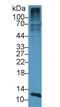 S100 Calcium Binding Protein A4 antibody, MBS2003335, MyBioSource, Western Blot image 
