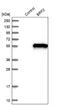 ZFP36 Ring Finger Protein Like 2 antibody, NBP1-88355, Novus Biologicals, Western Blot image 