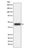 Tissue Factor Pathway Inhibitor antibody, M01052-1, Boster Biological Technology, Western Blot image 