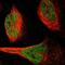 Trophoblast Glycoprotein antibody, NBP1-90315, Novus Biologicals, Immunofluorescence image 