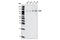 Mitogen-Activated Protein Kinase 7 antibody, 3552S, Cell Signaling Technology, Western Blot image 