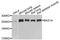 Bromodomain Adjacent To Zinc Finger Domain 1A antibody, orb374278, Biorbyt, Western Blot image 