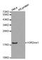 Histone Cluster 3 H3 antibody, STJ24010, St John