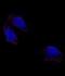 POU Class 5 Homeobox 1 antibody, abx031505, Abbexa, Immunofluorescence image 