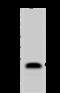 CD3 antibody, 10977-MM16, Sino Biological, Western Blot image 
