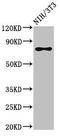 Splicing Factor Proline And Glutamine Rich antibody, orb400912, Biorbyt, Western Blot image 