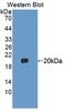 Fibroblast Growth Factor 22 antibody, abx130494, Abbexa, Western Blot image 