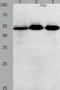 Kruppel Like Factor 5 antibody, TA323127, Origene, Western Blot image 
