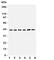 Translocation Associated Membrane Protein 1 antibody, R31117, NSJ Bioreagents, Western Blot image 