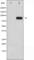 Heat Shock Transcription Factor 1 antibody, abx011732, Abbexa, Western Blot image 