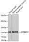 Apolipoprotein B MRNA Editing Enzyme Catalytic Subunit 2 antibody, 19-051, ProSci, Western Blot image 