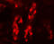 Glycerophosphodiester Phosphodiesterase Domain Containing 5 antibody, 7739, ProSci, Immunofluorescence image 
