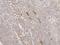 Glycophorin A (MNS Blood Group) antibody, A02184-2, Boster Biological Technology, Immunohistochemistry frozen image 