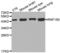 Ring Finger Protein 150 antibody, LS-C332592, Lifespan Biosciences, Western Blot image 