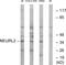 Neuralized E3 Ubiquitin Protein Ligase 2 antibody, PA5-39286, Invitrogen Antibodies, Western Blot image 