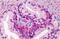 Growth Differentiation Factor 15 antibody, MBS242035, MyBioSource, Immunohistochemistry paraffin image 