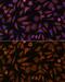 RAB1A, Member RAS Oncogene Family antibody, GTX66279, GeneTex, Immunocytochemistry image 