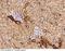 Farnesyl Diphosphate Synthase antibody, 51224-T44, Sino Biological, Immunohistochemistry frozen image 