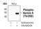 Aurora Kinase A antibody, MA5-14904, Invitrogen Antibodies, Western Blot image 