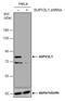 Suv3 Like RNA Helicase antibody, NBP2-43565, Novus Biologicals, Western Blot image 