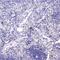 WAP Four-Disulfide Core Domain 2 antibody, PA5-80226, Invitrogen Antibodies, Immunohistochemistry frozen image 