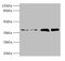 Tubulin Folding Cofactor C antibody, LS-B12994, Lifespan Biosciences, Western Blot image 