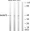 A-Kinase Anchoring Protein 5 antibody, LS-C118834, Lifespan Biosciences, Western Blot image 