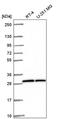 OVCA2 Serine Hydrolase Domain Containing antibody, PA5-66228, Invitrogen Antibodies, Western Blot image 