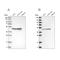 Fumarate Hydratase antibody, NBP1-89814, Novus Biologicals, Western Blot image 