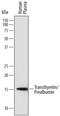 Transthyretin antibody, MAB7505, R&D Systems, Western Blot image 