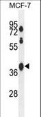 Spermatogenesis Associated 2 Like antibody, LS-C161429, Lifespan Biosciences, Western Blot image 