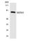 Mdm1 Nuclear Protein antibody, LS-C200198, Lifespan Biosciences, Western Blot image 