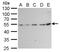 Tubulin Beta 2A Class IIa antibody, NBP2-15581, Novus Biologicals, Western Blot image 