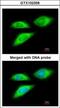 BCL2 Associated Athanogene 5 antibody, GTX102356, GeneTex, Immunofluorescence image 