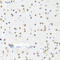SET Nuclear Proto-Oncogene antibody, 22-055, ProSci, Immunohistochemistry frozen image 