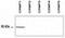 Solute Carrier Family 6 Member 1 antibody, AP54954SU-N, Origene, Western Blot image 