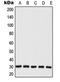 Mitochondrial Ribosomal Protein L28 antibody, orb215001, Biorbyt, Western Blot image 