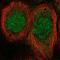 Mesoderm posterior protein 1 antibody, NBP2-57014, Novus Biologicals, Immunocytochemistry image 