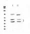 Calcium/Calmodulin Dependent Protein Kinase II Alpha antibody, A03241-1, Boster Biological Technology, Western Blot image 