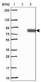 Semaphorin 7A (John Milton Hagen Blood Group) antibody, NBP1-86555, Novus Biologicals, Western Blot image 